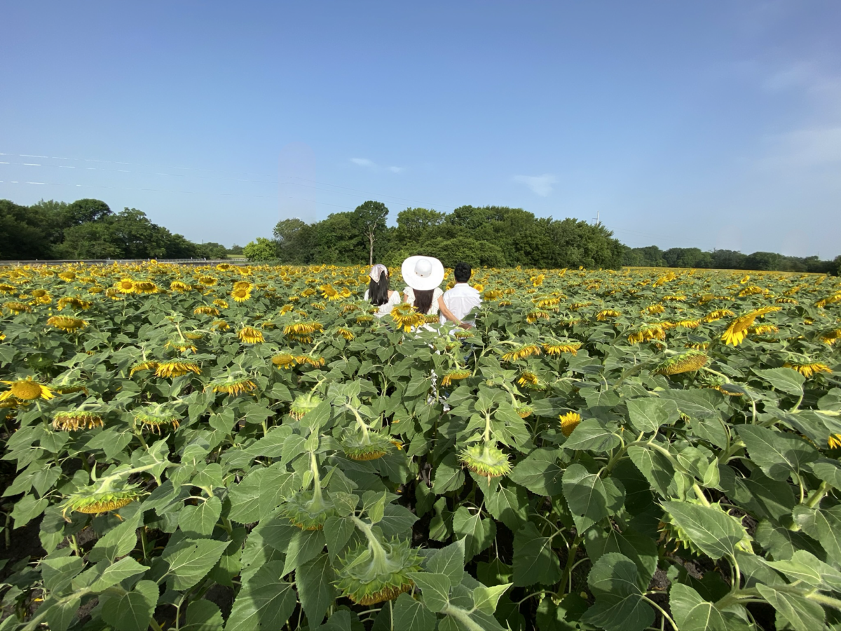 Sunflower in Texas