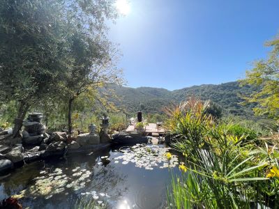 widow, woman meditation at lotus pond