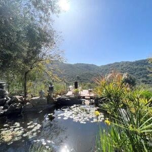 Zen meditation by lotus pond and replenish the energy of the sun