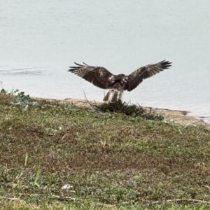 embracing courage, freedom to soar above like a hawk